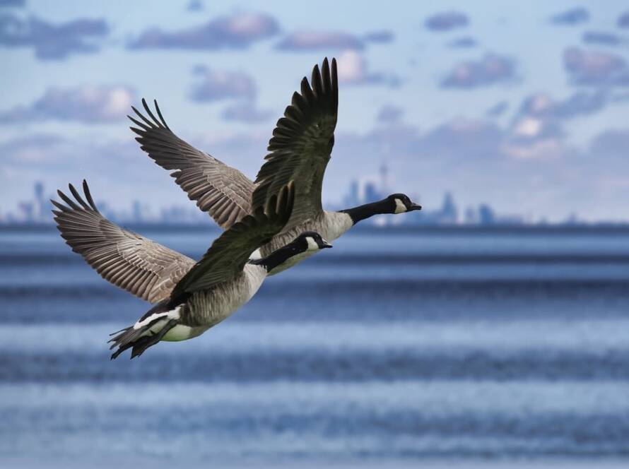 Latest Express Entry Draw Invites Canadian Experience Class Applicants