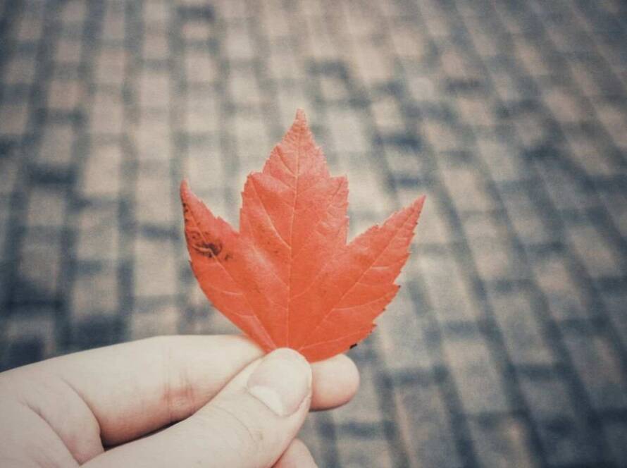 2025 CEC Draws Show Predictable Patterns for Canadian Applicants