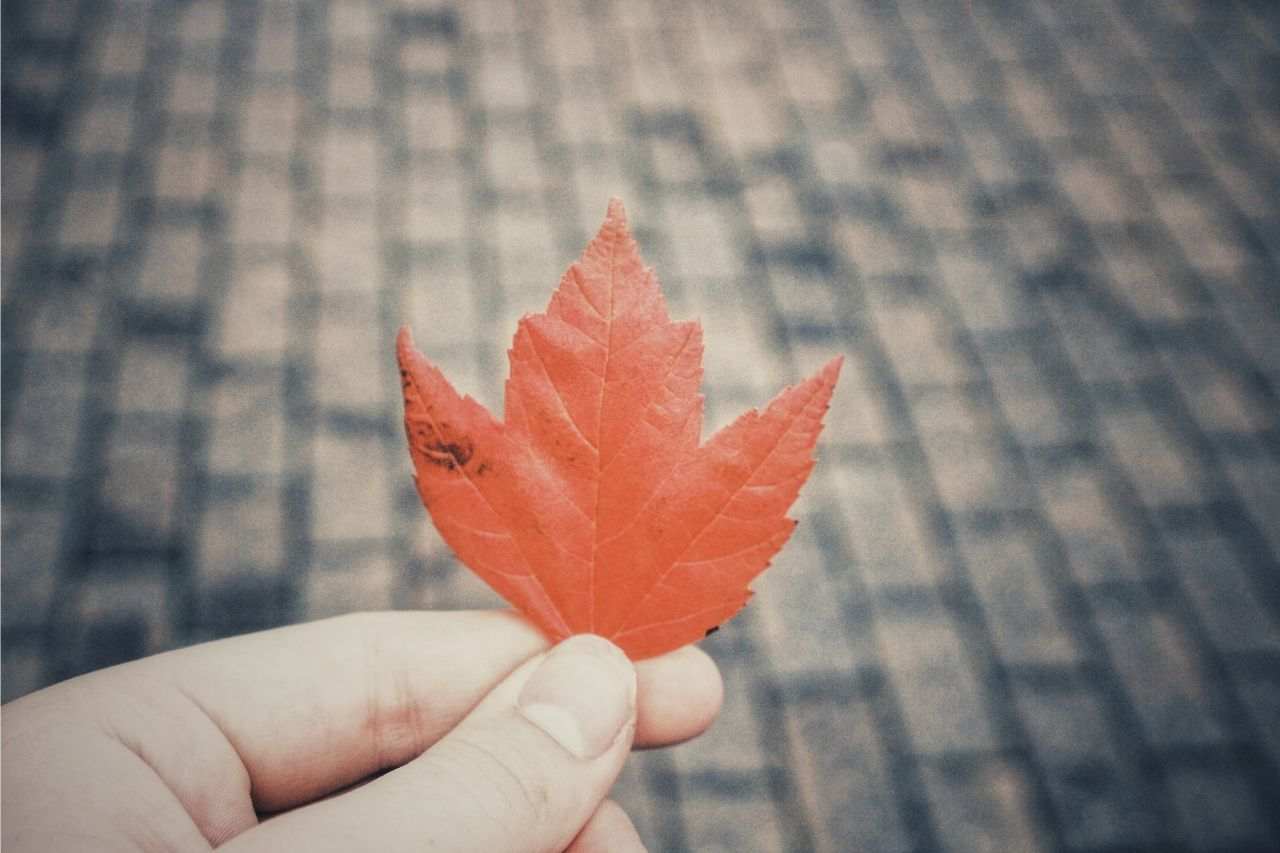 2025 CEC Draws Show Predictable Patterns for Canadian Applicants