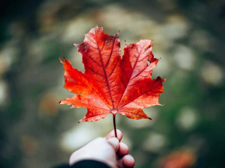 Manitoba Issues 47 Invitations in Latest Skilled Worker Draw