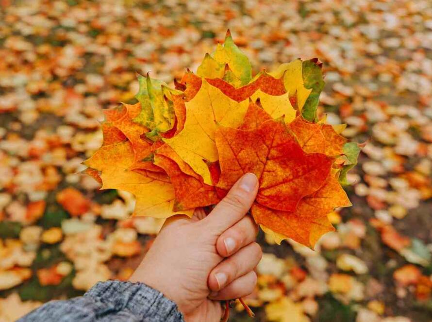 Step-by-Step Guide to Provincial Nomination via Express Entry