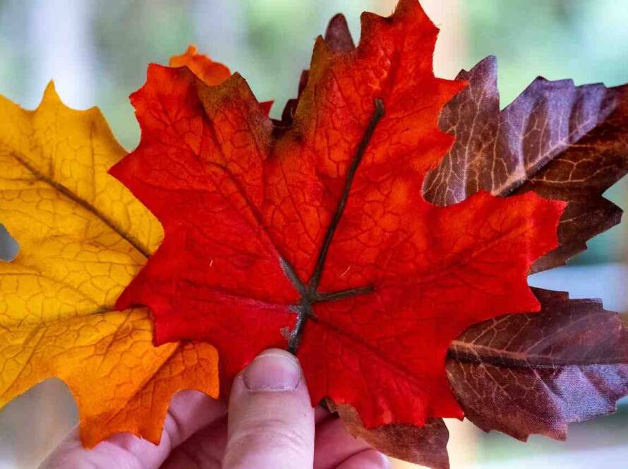 Nova Scotia Launches New System to Simplify Immigration Process