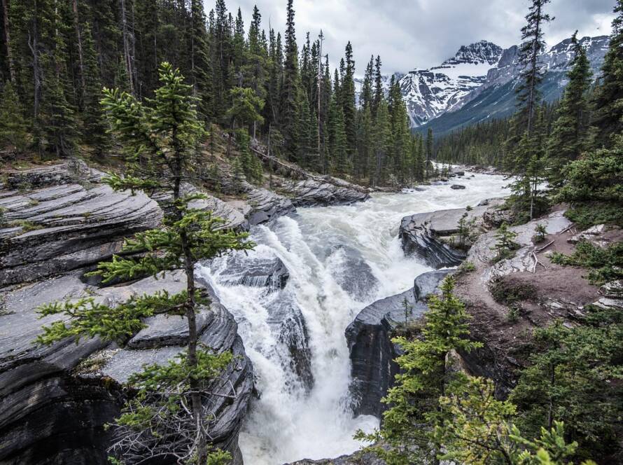 How does IRCC use the information provided by PR and international student applicants?