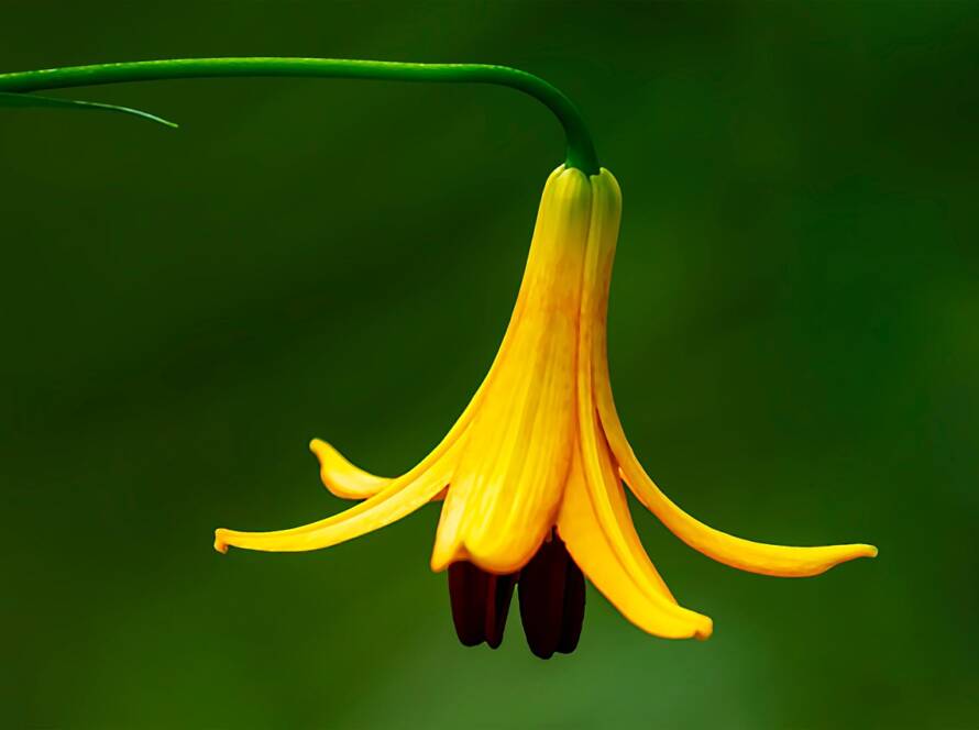 Quebec Immigration Fees Rise Starting January 2026